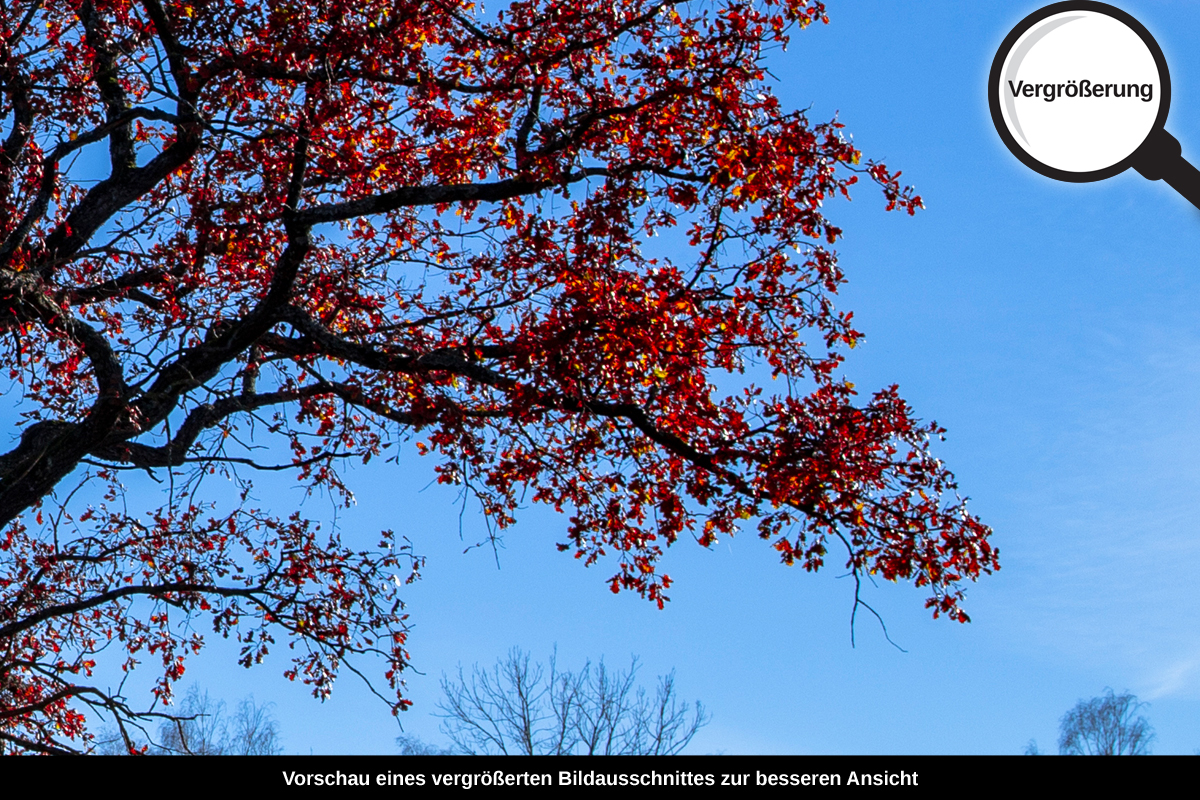 3-104-1391-bild-gross-einsamer-baum-im-feld_l