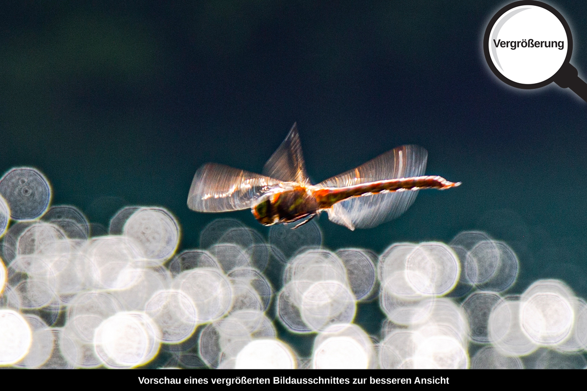 3-109-1176-bild-gross-libelle-insekt-glanzlichter_l