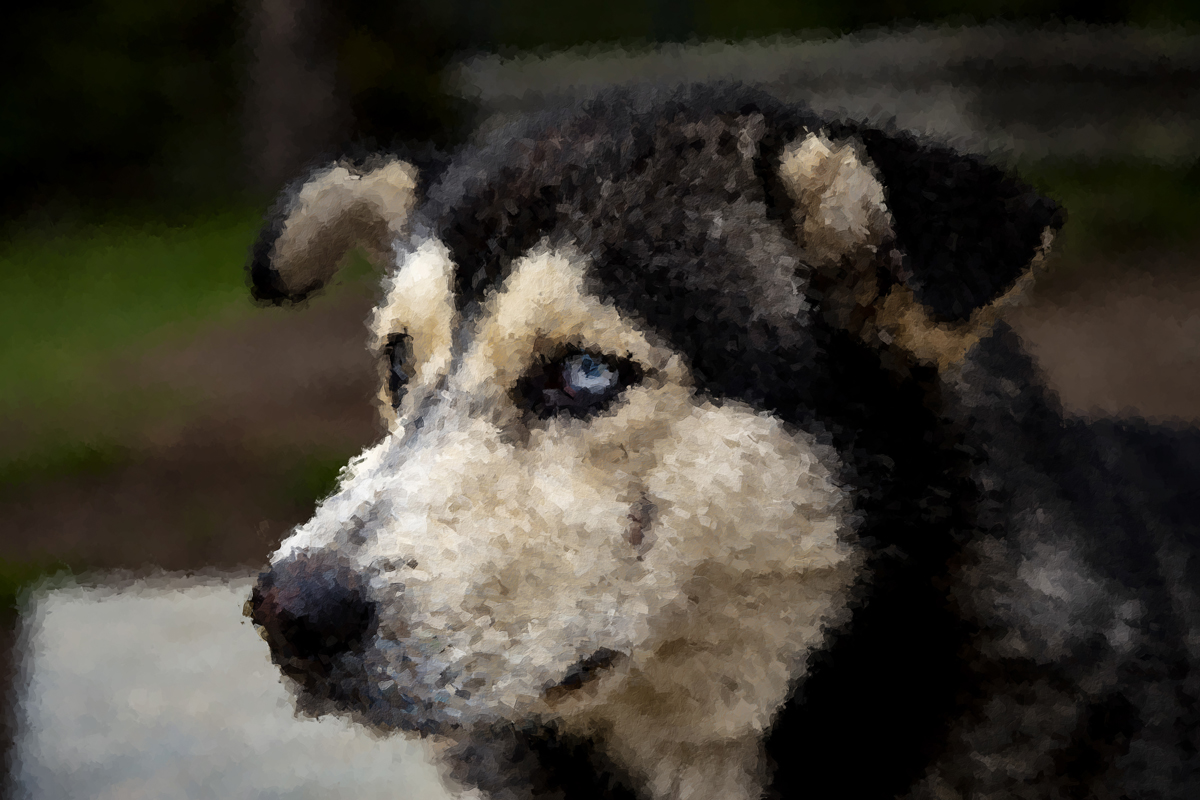 1-214-1143-hund-blaue-augen-sammlungspraesentation-bilderrahmen_l