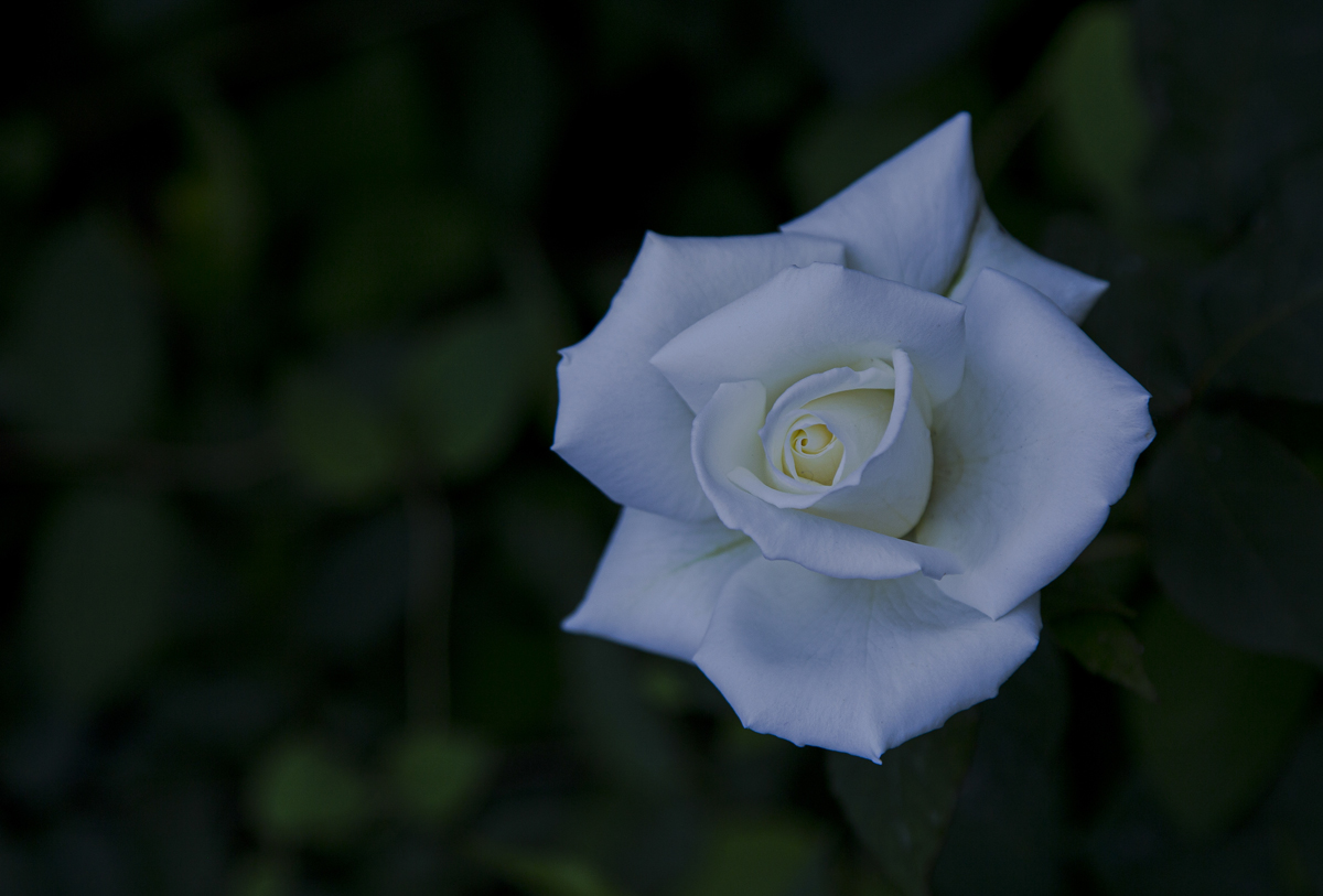 1-117-1598-weiss-rose-schoen-zart-digitaldruck-galerien_l