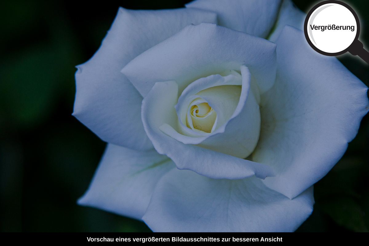 3-117-1598-bild-gross-weiss-rose-schoen-zart_l