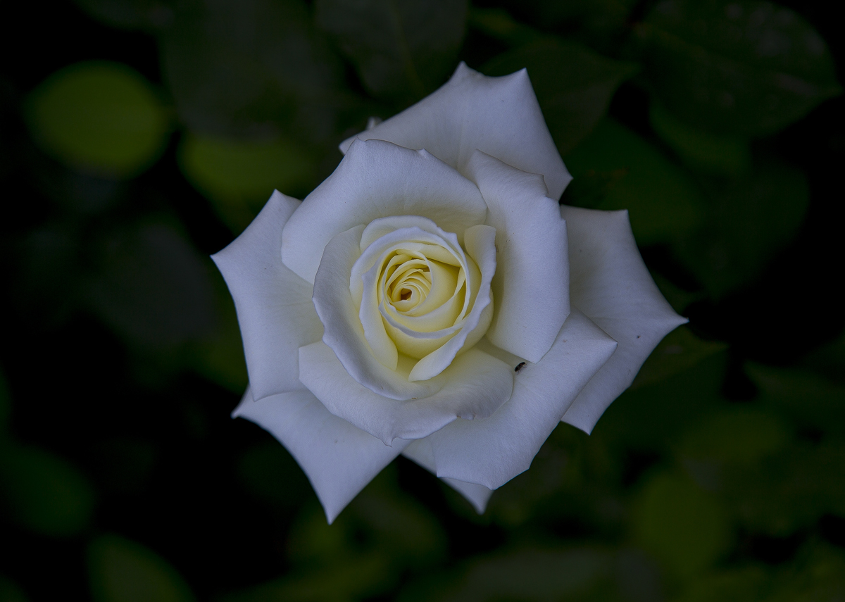 1-117-1632-koenigin-der-blumen-rose-weiss-wow-handsigniert-kunst-bilder_l