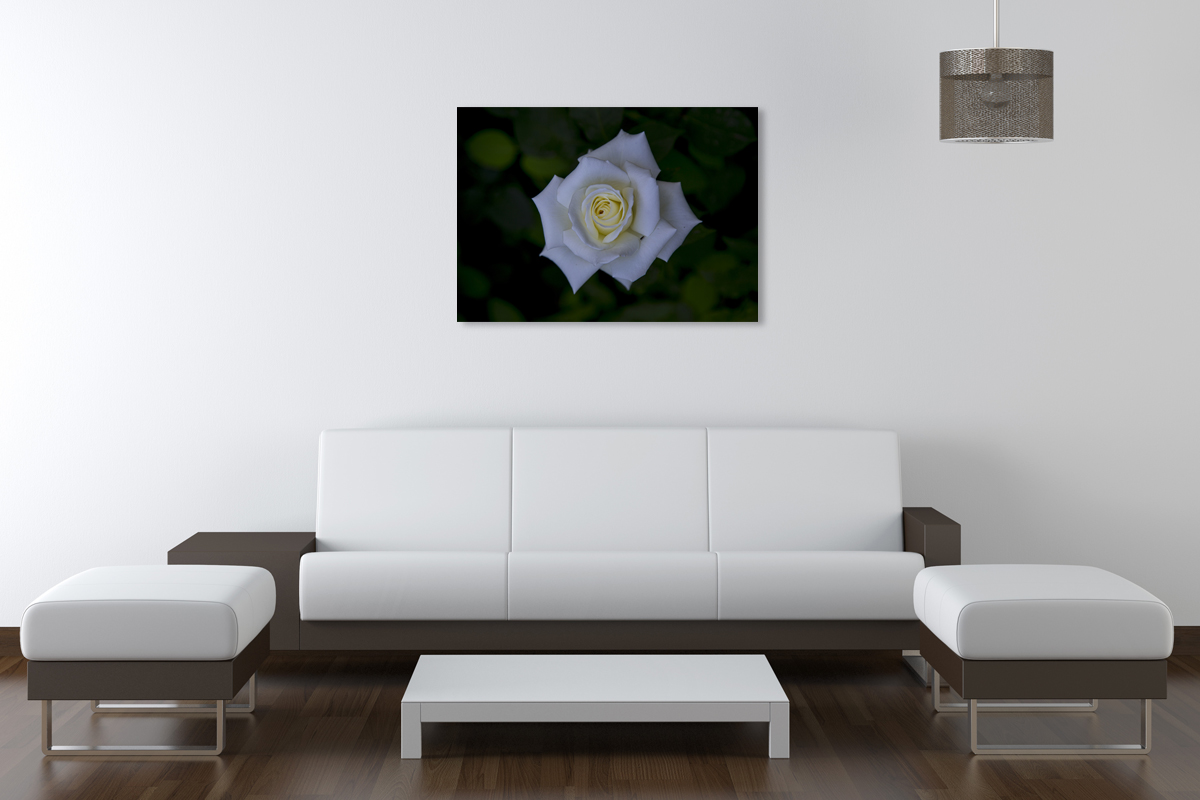 2-117-1632-wohnzimmer-koenigin-der-blumen-rose-weiss-wow-handsigniert-kunst-bilder_l