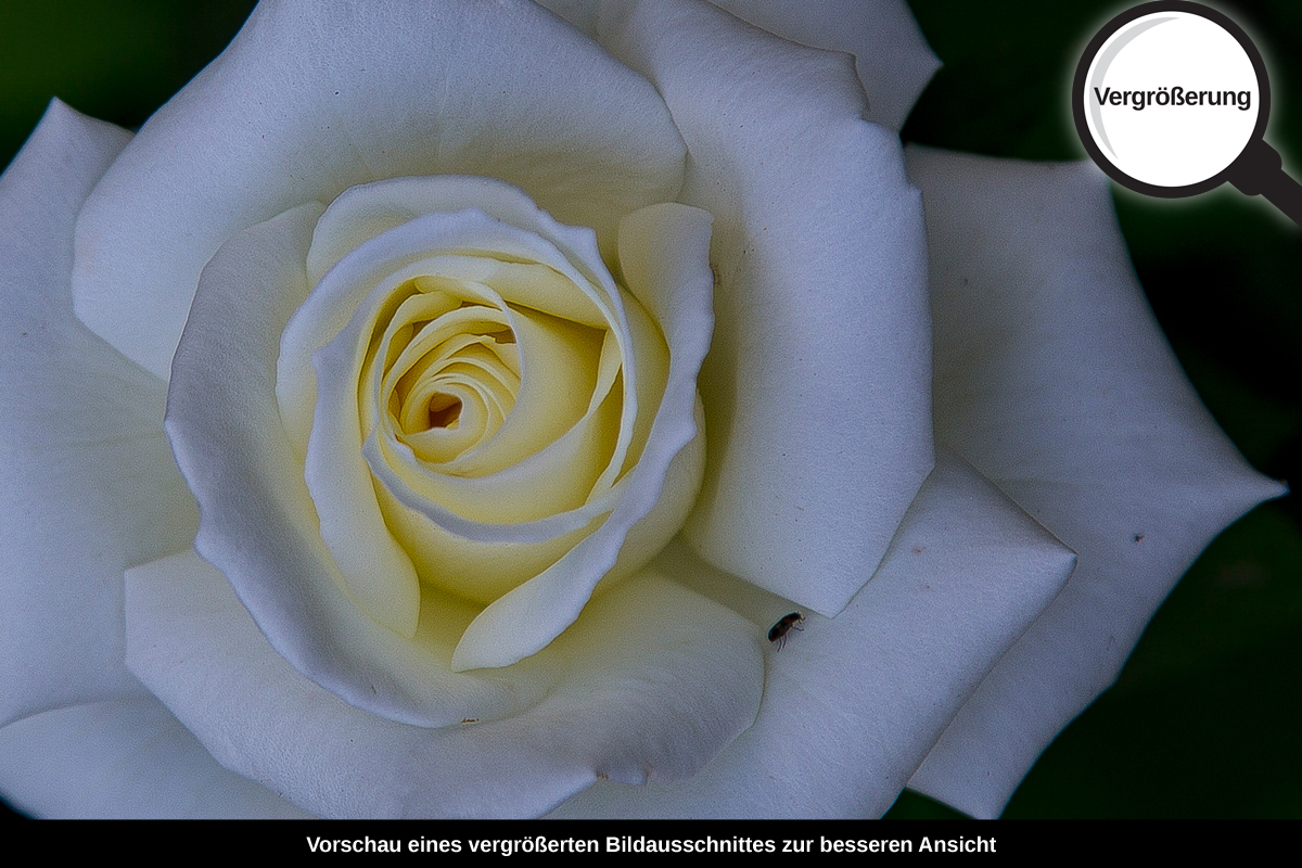 3-117-1632-bild-gross-koenigin-der-blumen-rose-weiss-wow_l