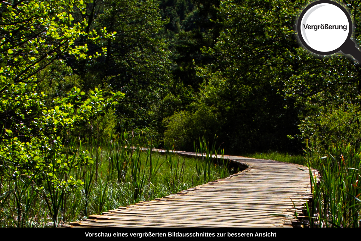 3-104-1118-bild-gross-holz-weg-teich-natur-moor_l