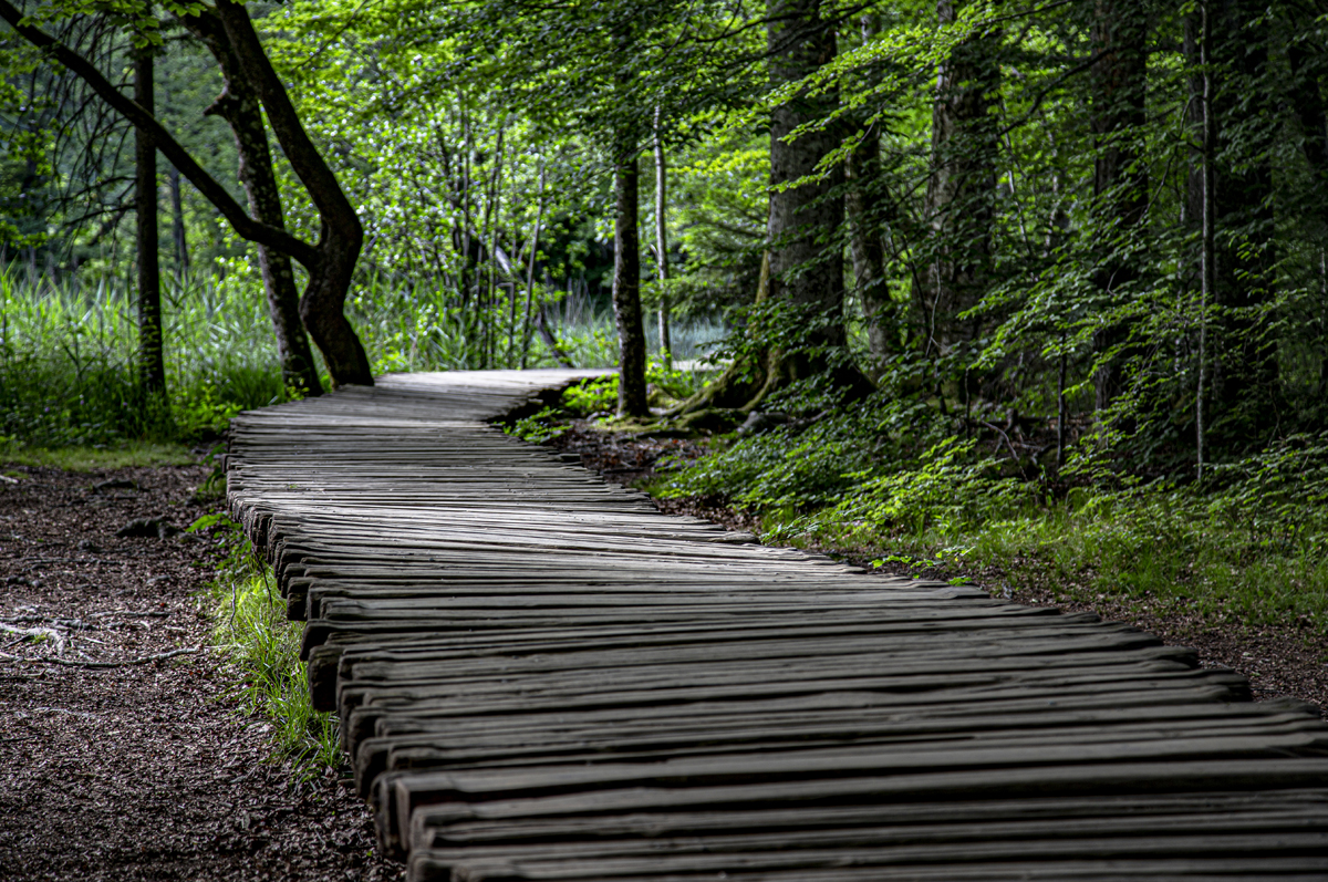 1-105-1159-holz-weg-durch-den-wald-online-kaufen-onlineshop_l