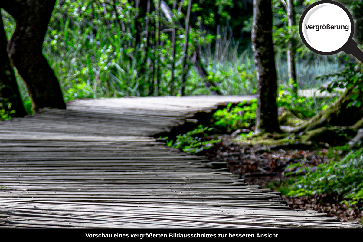 3-105-1159-bild-gross-holz-weg-durch-den-wald_l