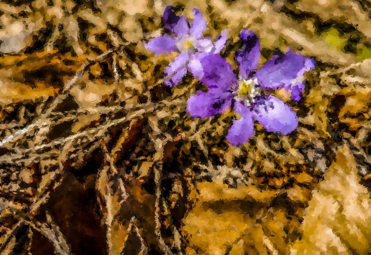 1-217-1167-kleines-bluemchen-museum-galerie-qualitaet_l