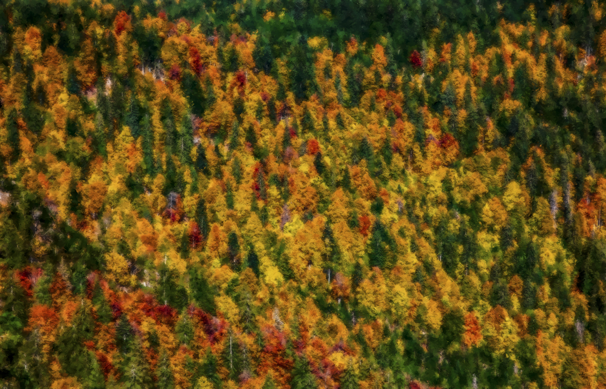 1-204-1077-wald-im-herbst-bild-muenchen-verschoenerung_l