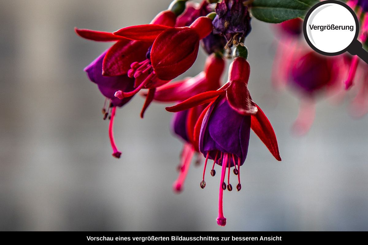 3-108-1357-bild-gross-natur-bluete-frueling_l