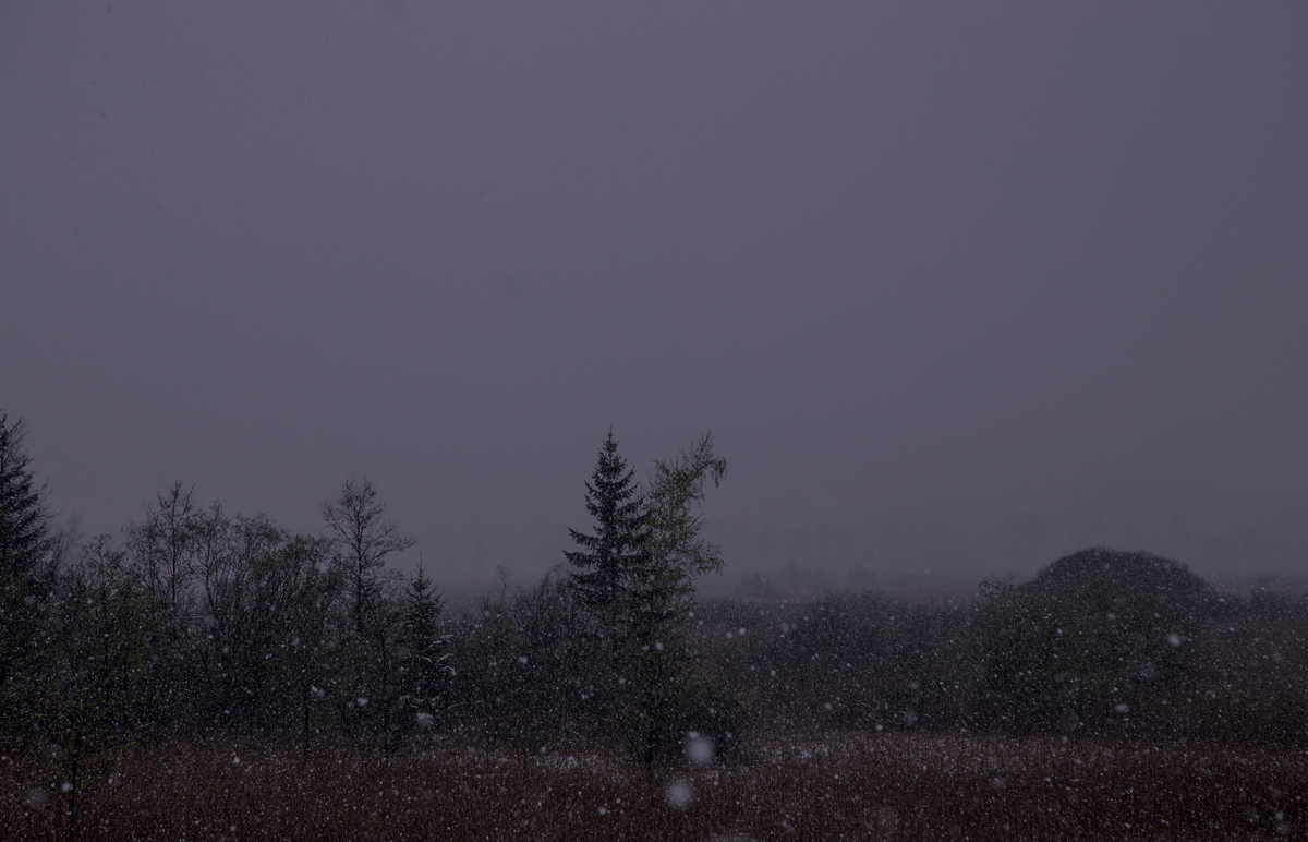 1-108-1567-baum-schneefall-wind-galerie-onlineshop_l