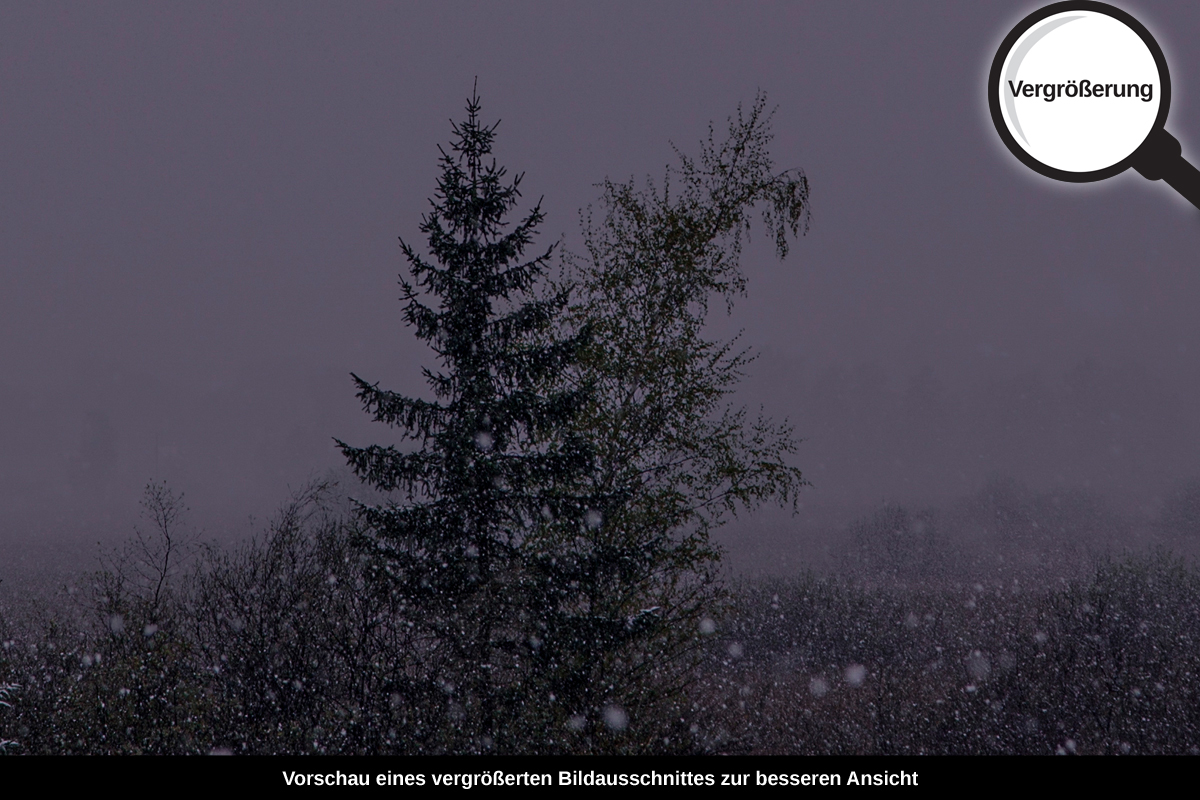 3-108-1567-bild-gross-baum-schneefall-wind_l