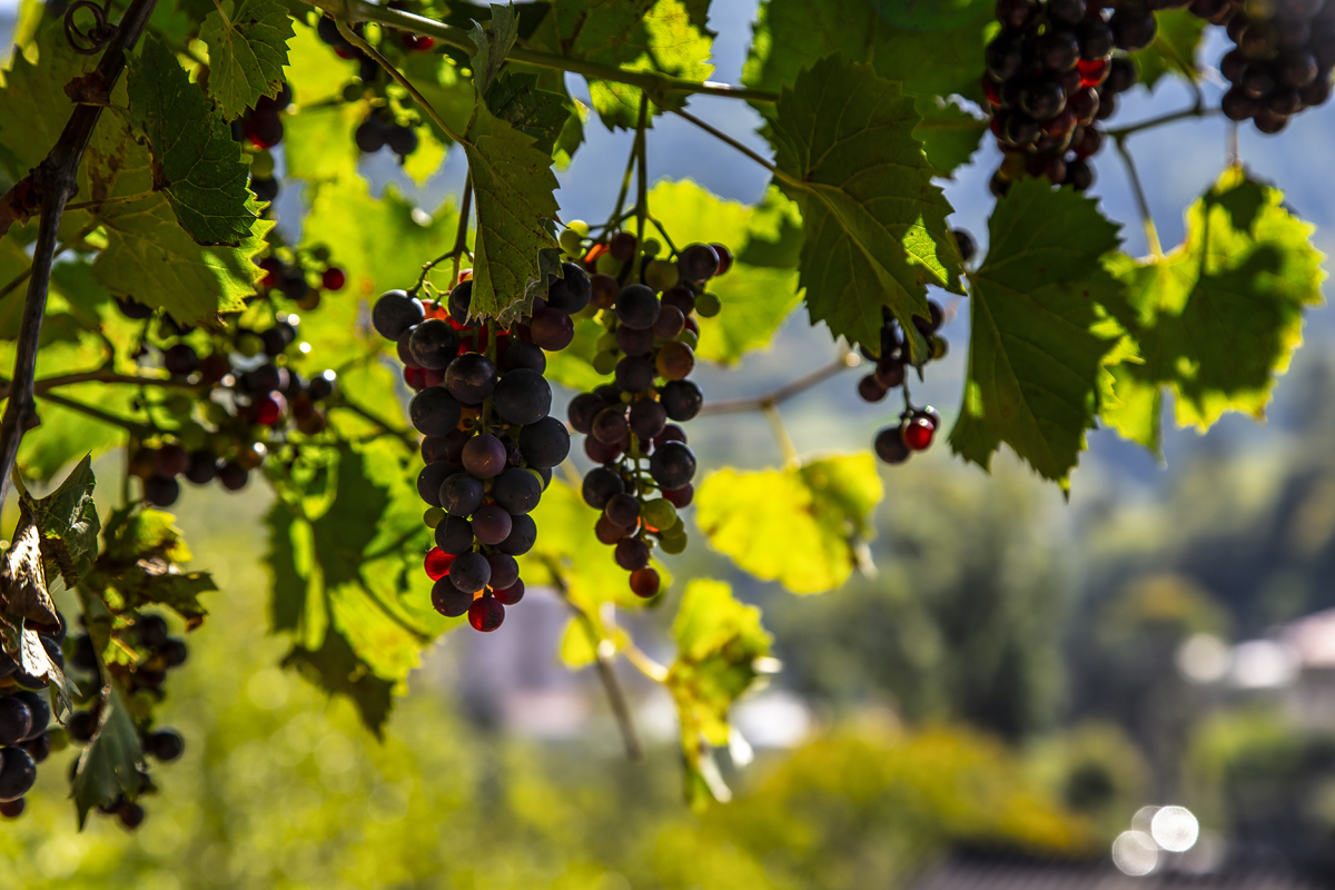 1-108-1530-traube-beere-blatt-sammlungspraesentation-digitaldruck_l