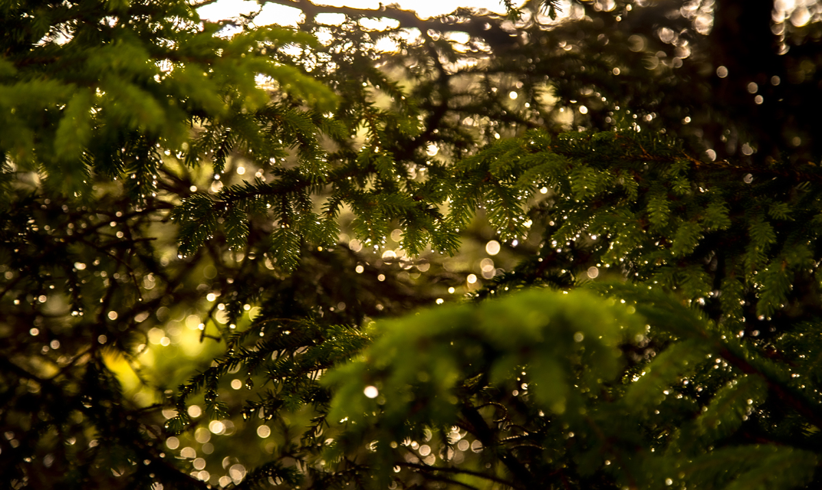 1-108-1277-tropfen-nadel-nach-dem-regen-exklusive-bilder-kuechenrueckwaende_l