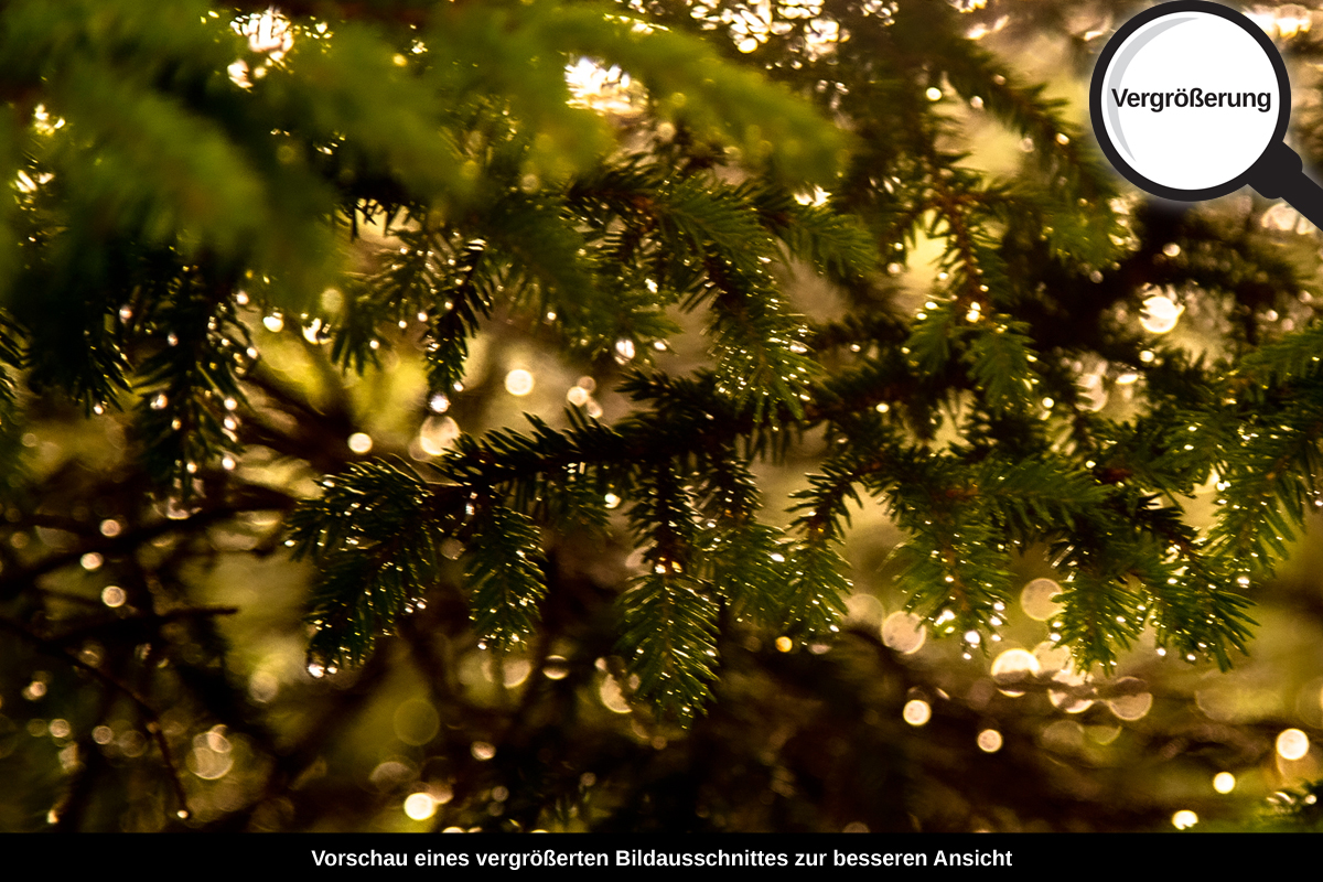 3-108-1277-bild-gross-tropfen-nadel-nach-dem-regen_l