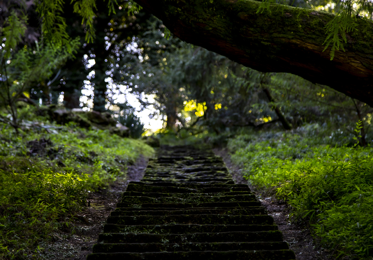 1-108-1635-treppe-spaziergang-park-sommer-jeglichen-rahmen-kunstdrucke-auf-leinwand_l