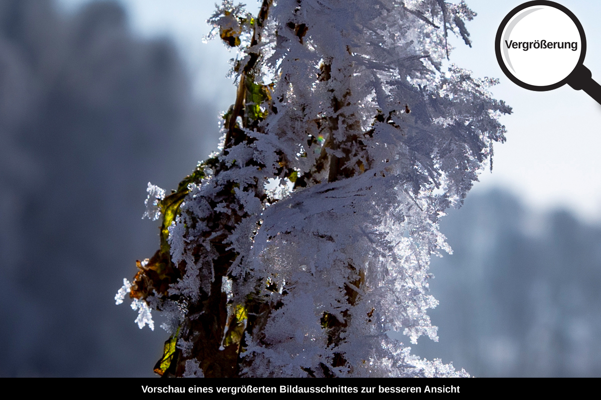 3-104-1368-bild-gross-winter-busch-unter-schnee_l