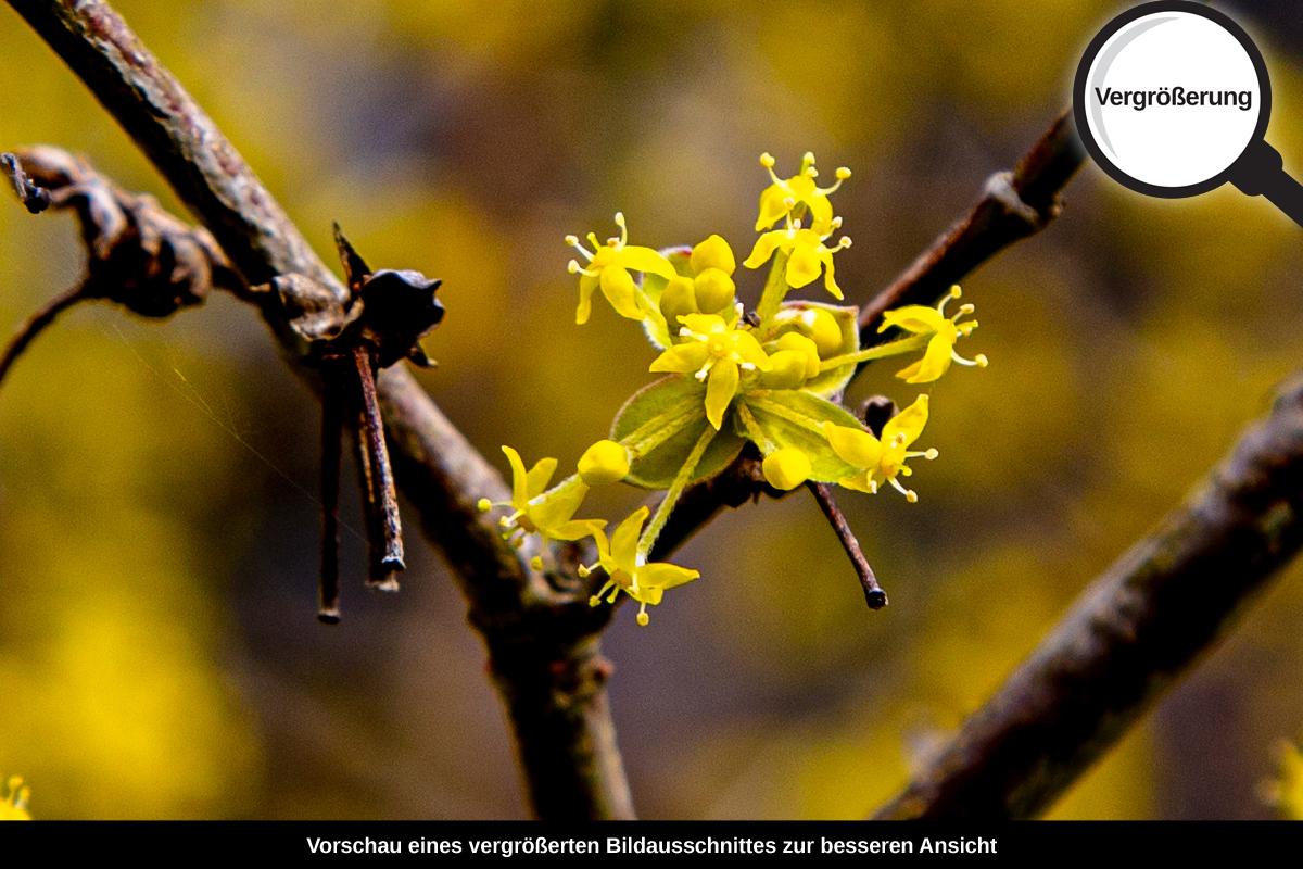 3-104-1140-bild-gross-blumen-baum-gelb_l