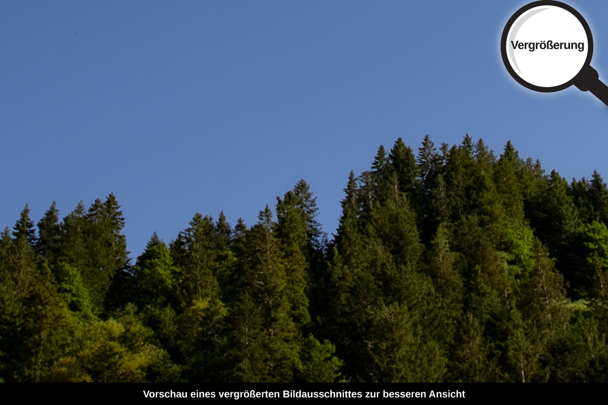 3-104-1169-bild-gross-blaues-himmel-wald_l