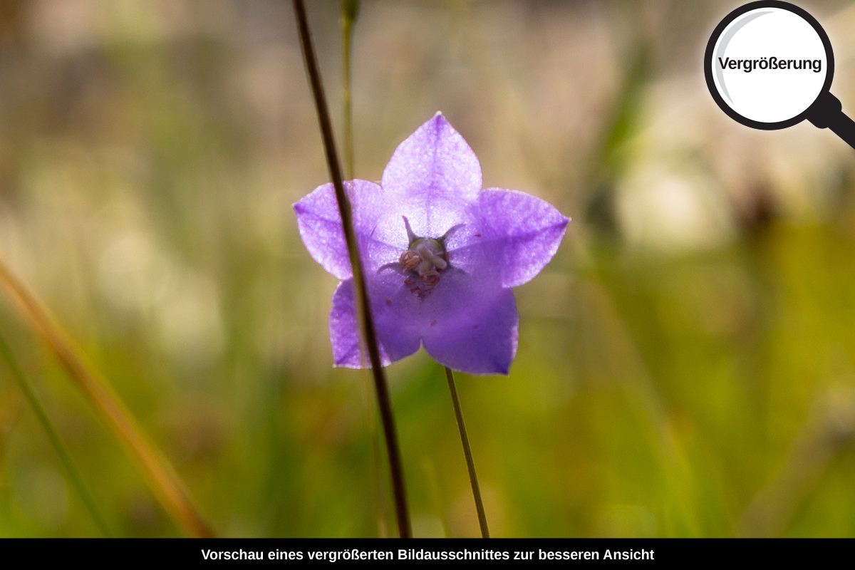 3-104-1229-bild-gross-gras-blume-natur_l