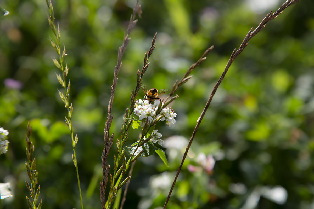 1-104-1288-biene-blume-gruene-frei-waehlbaren-groessen-galerie_l