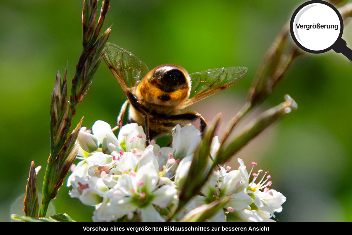 3-104-1288-bild-gross-biene-blume-gruene_l