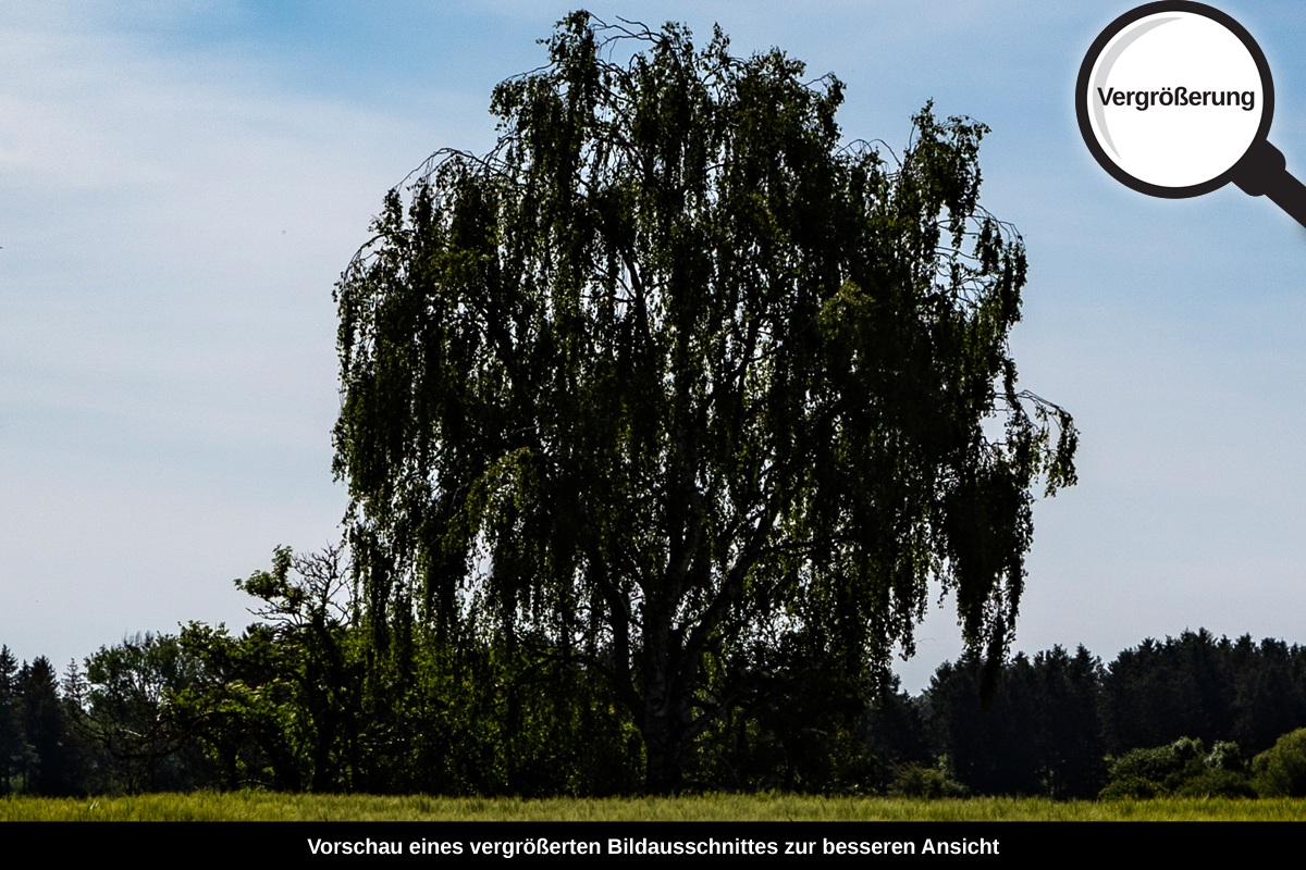3-105-1092-bild-gross-feld-wind-einsamer-baum-unter-dem-himmel_l