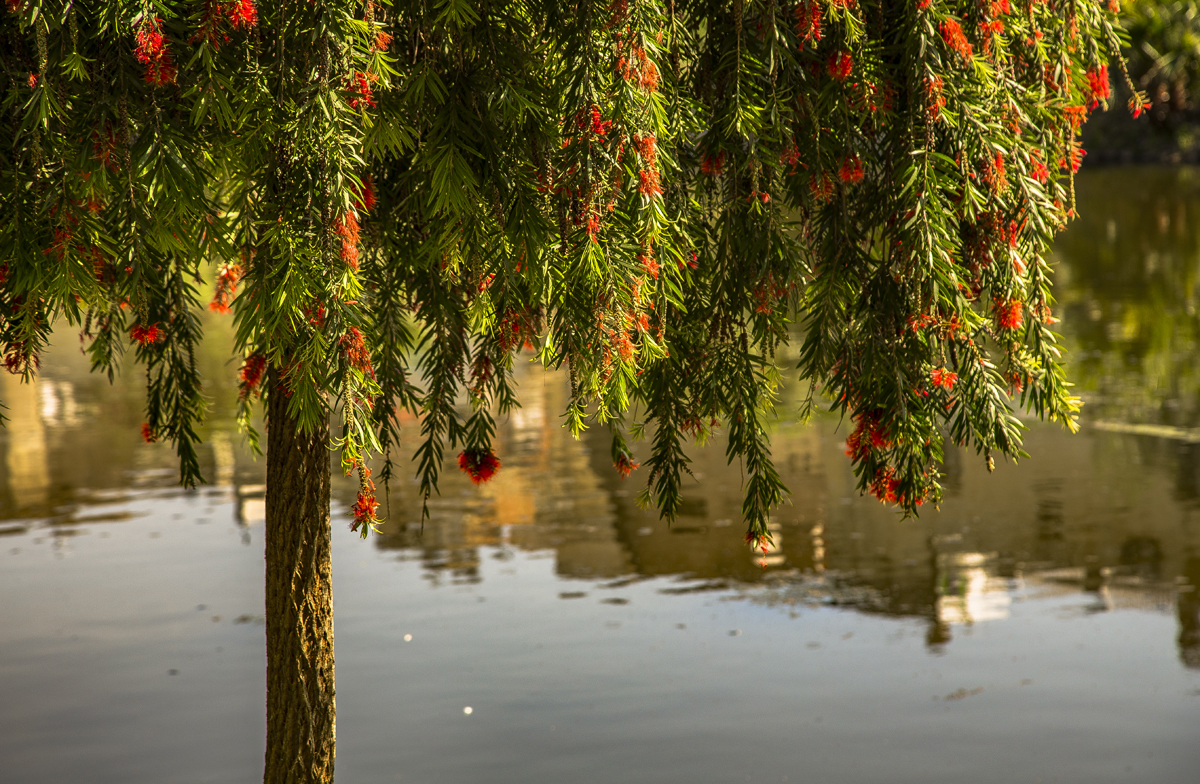 1-108-1559-baum-bluehen-wasser-fotokunst-poster_l