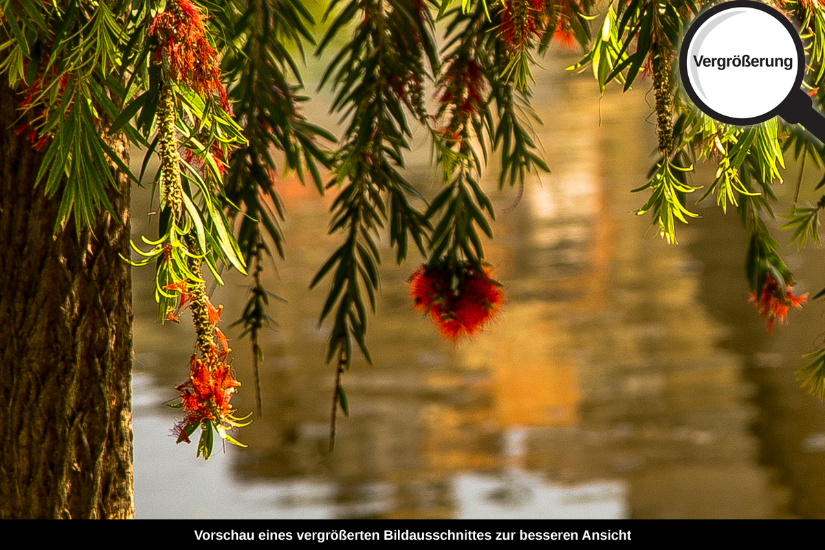 3-108-1559-bild-gross-baum-bluehen-wasser_l