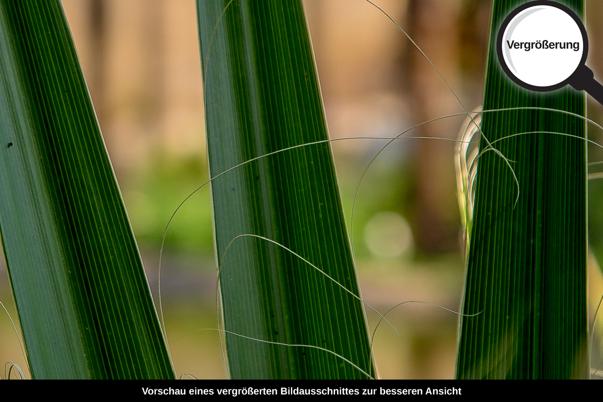 3-108-1562-bild-gross-blaetter-palme-sonne_l