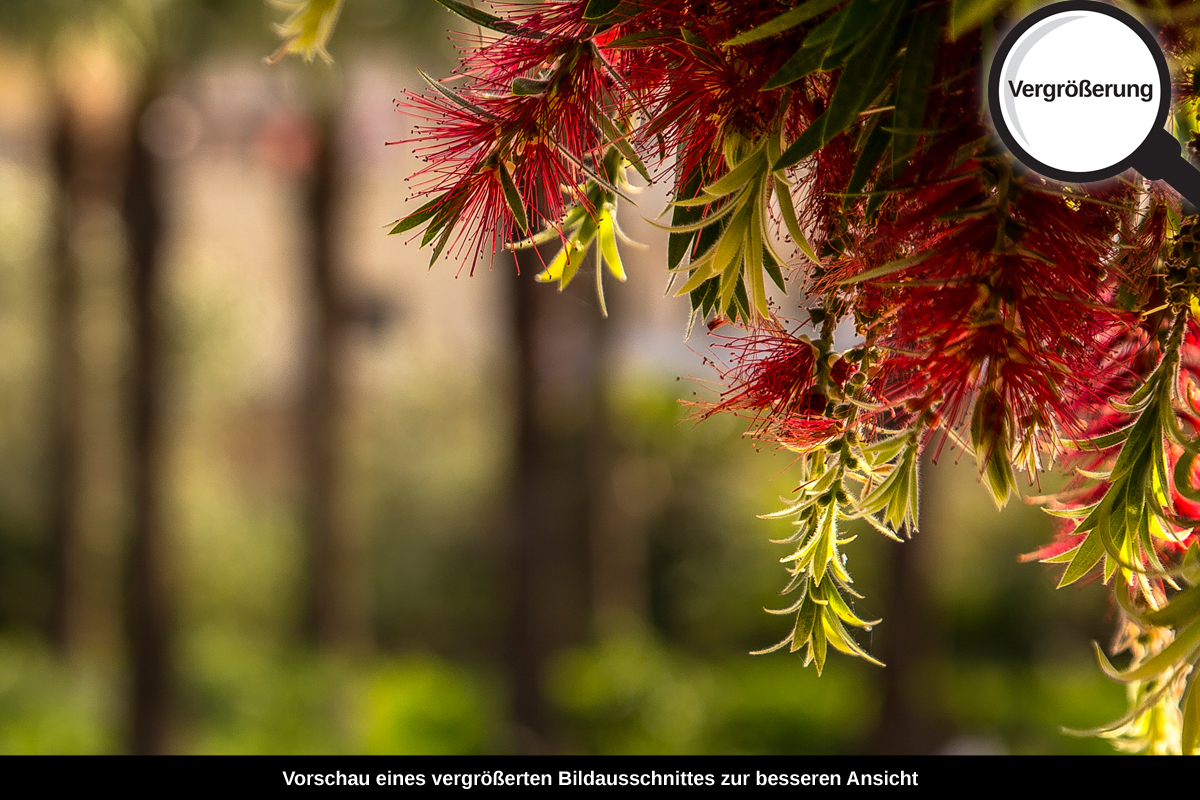 3-108-1568-bild-gross-bluehte-wasser-spiegel_l