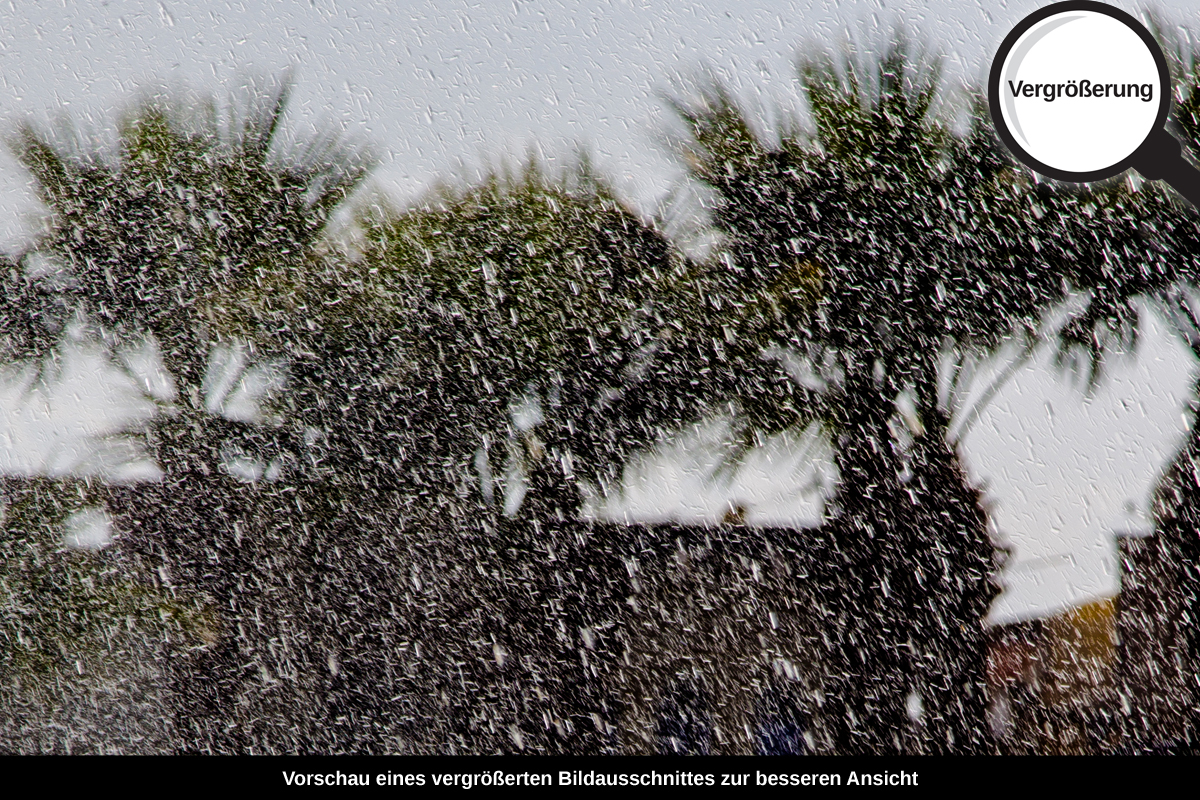 3-108-1592-bild-gross-regenschauer-palmen_l