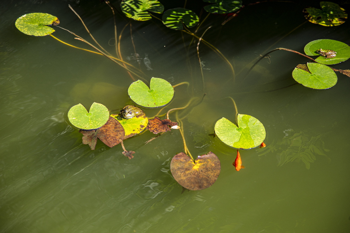 1-108-1619-teich-gruen-wasser-frosch-kuenstlerisches-unikat-hochwertige-sonderanfertigungen_l