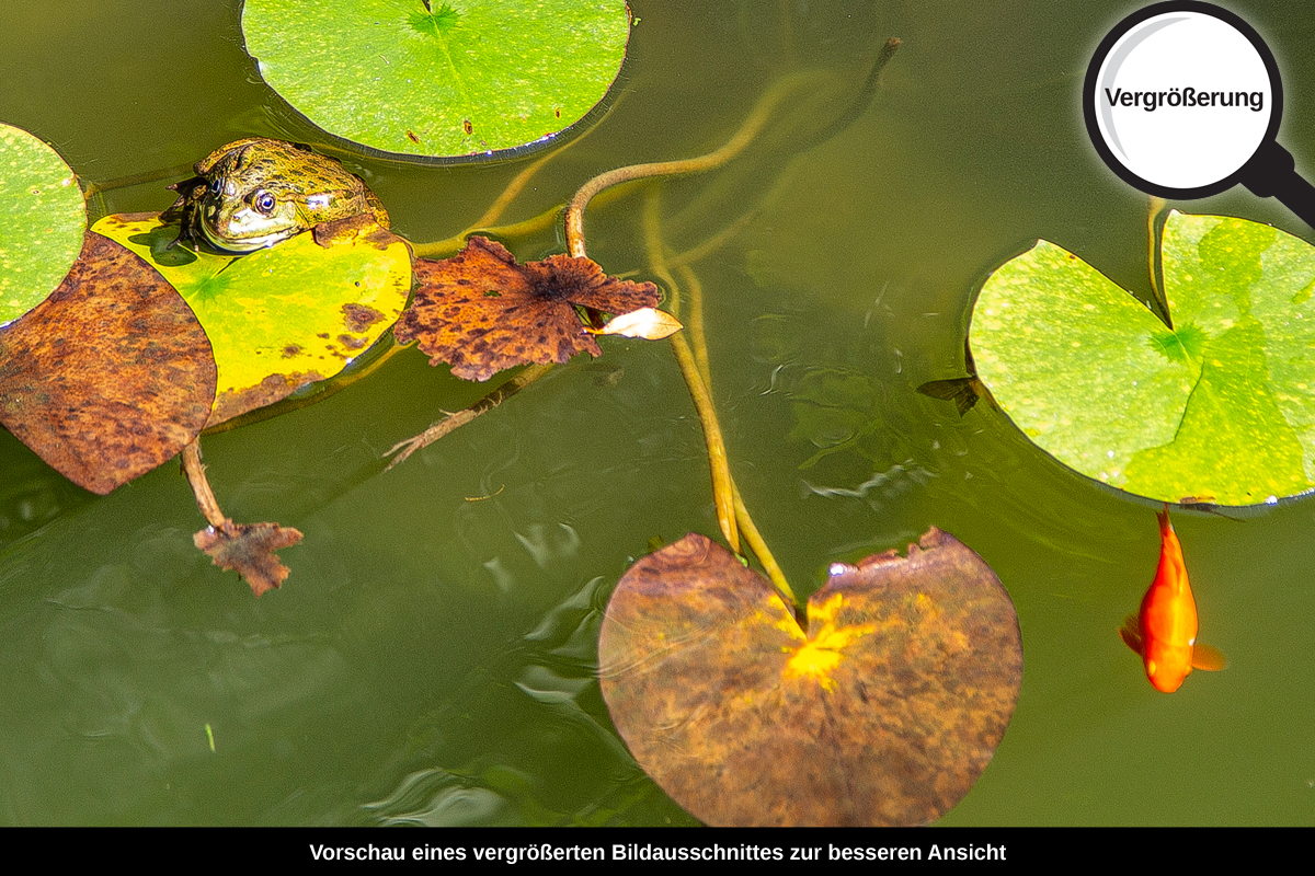 3-108-1619-bild-gross-teich-gruen-wasser-frosch_l