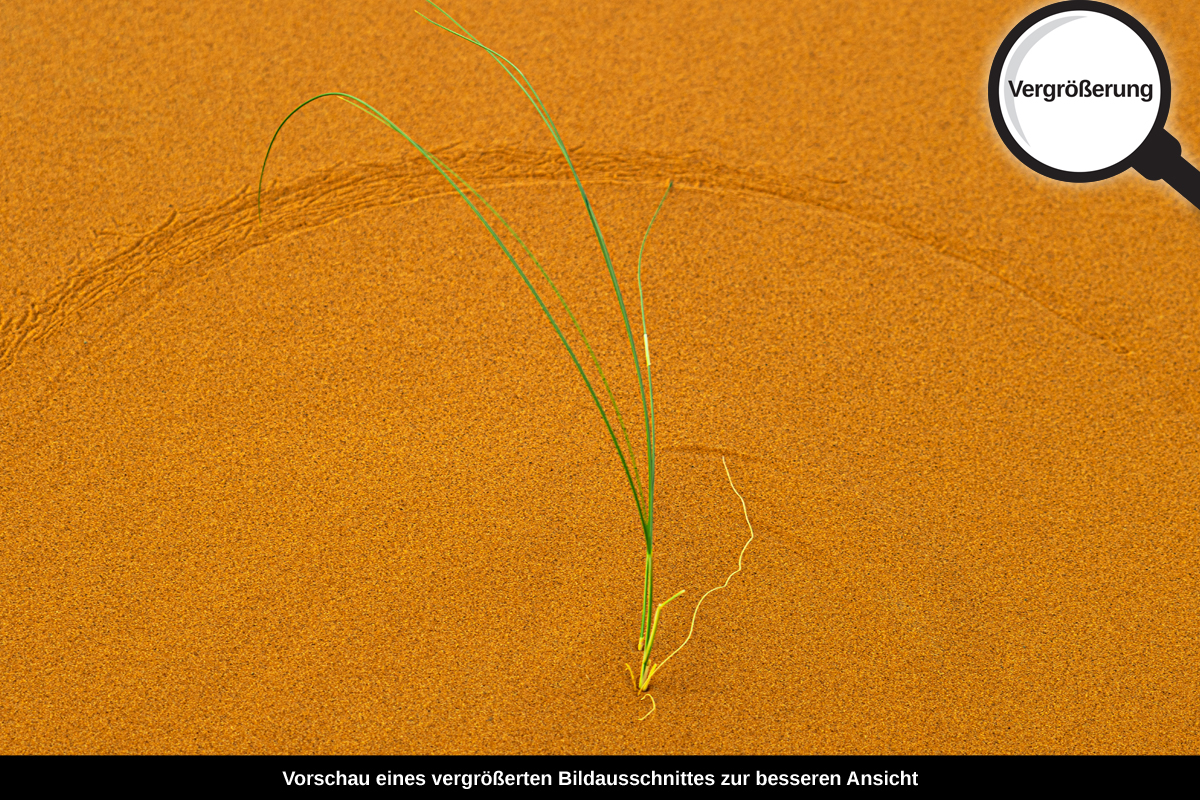 3-108-1678-bild-gross-sand-wueste-pflanze-leben_l