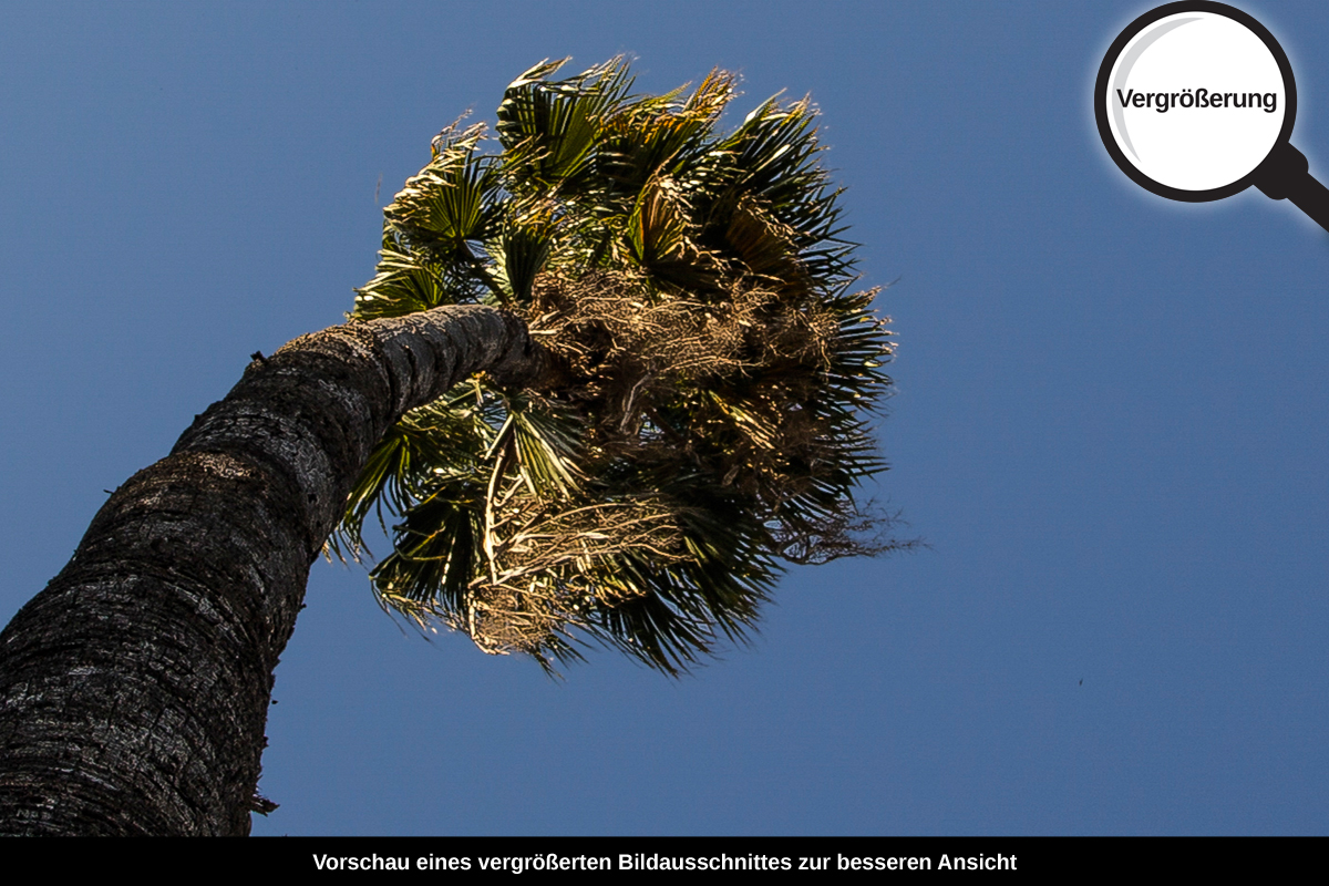 3-109-1630-bild-gross-palme-rund-hoch_l