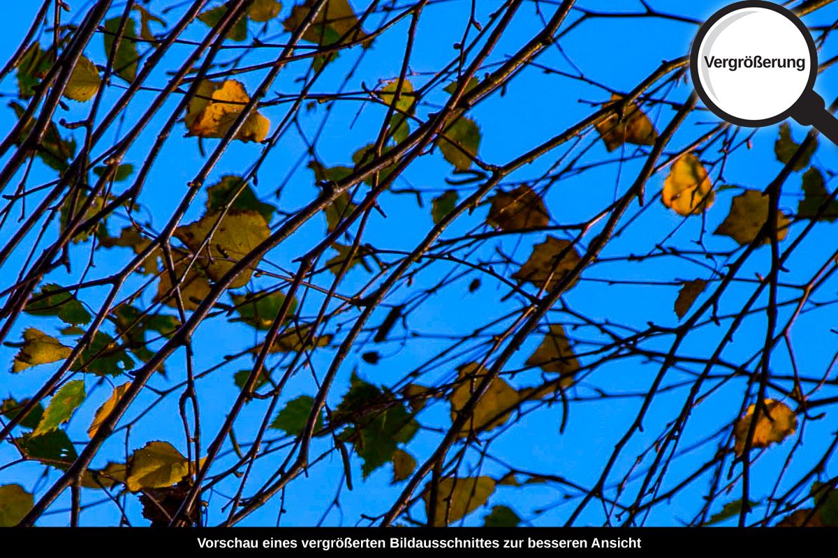 3-104-1060-bild-gross-himmel-blau-herbst-blaetter_l