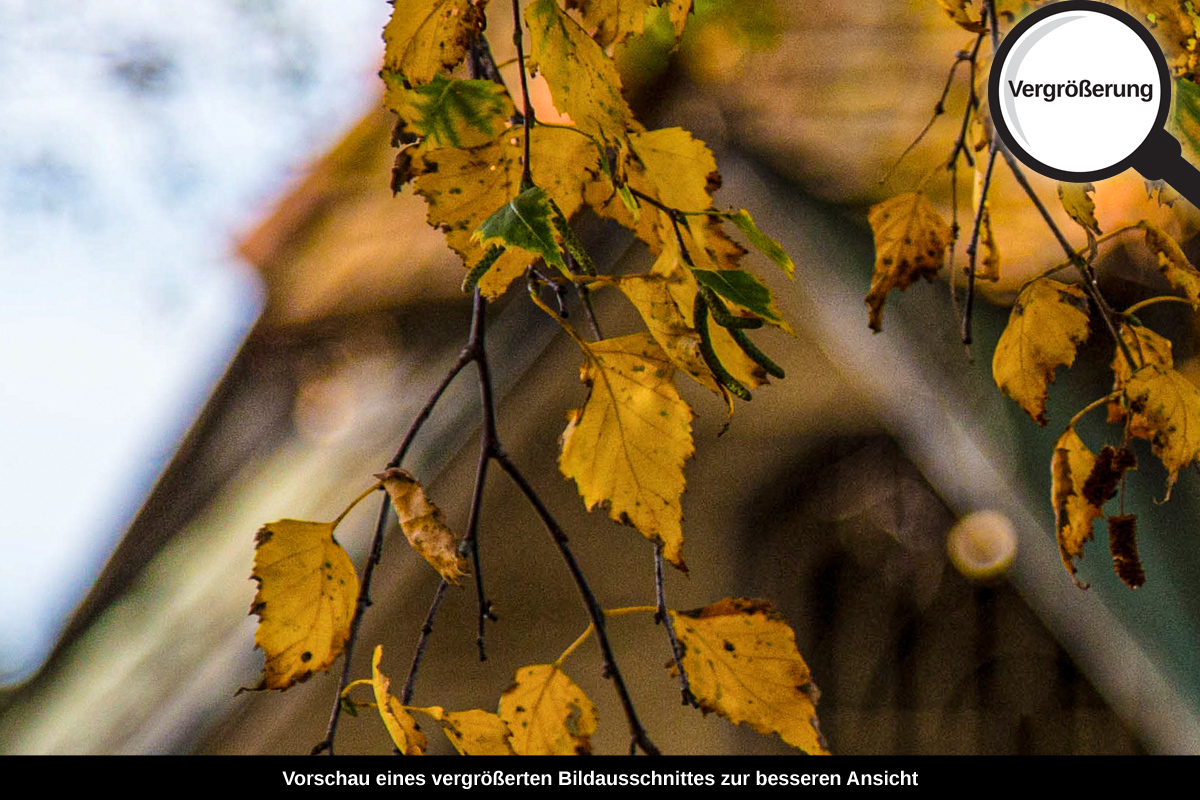 3-104-1074-bild-gross-garten-haus-herbst-baeume_l