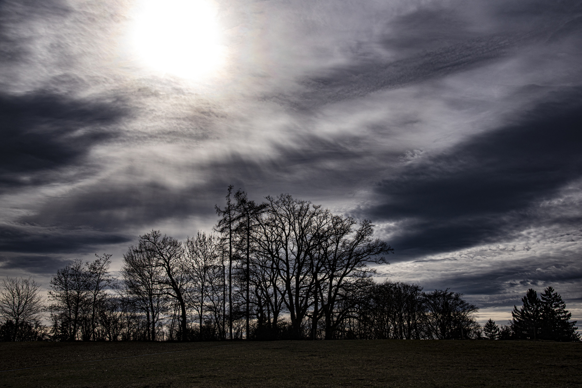 1-108-1037-baum-feld-abend-sonderanfertigungen-wandbilder_l