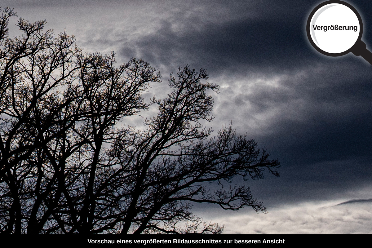 3-108-1037-bild-gross-baum-feld-abend_l