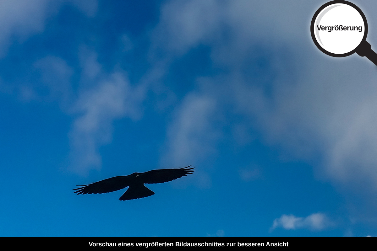 3-114-1010-bild-gross-vogel-adler-wolken-himmel_l