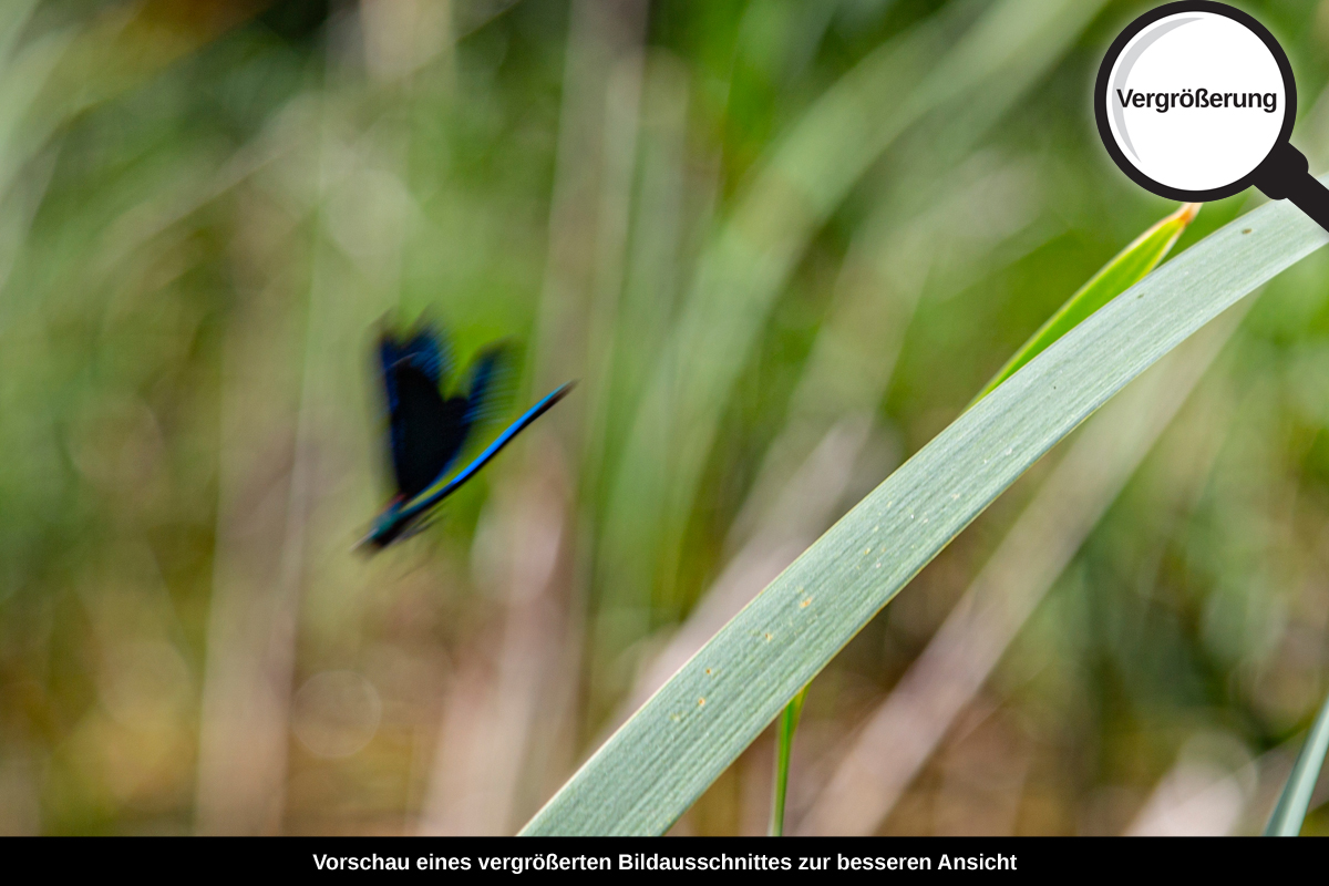 3-108-1121-bild-gross-gras-insekt-sommer_l