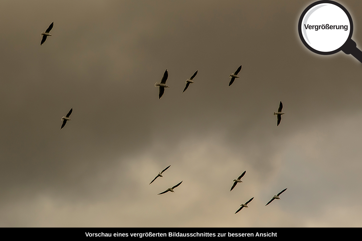 3-114-1075-bild-gross-voegel-regenwolken-flug-malerei_l