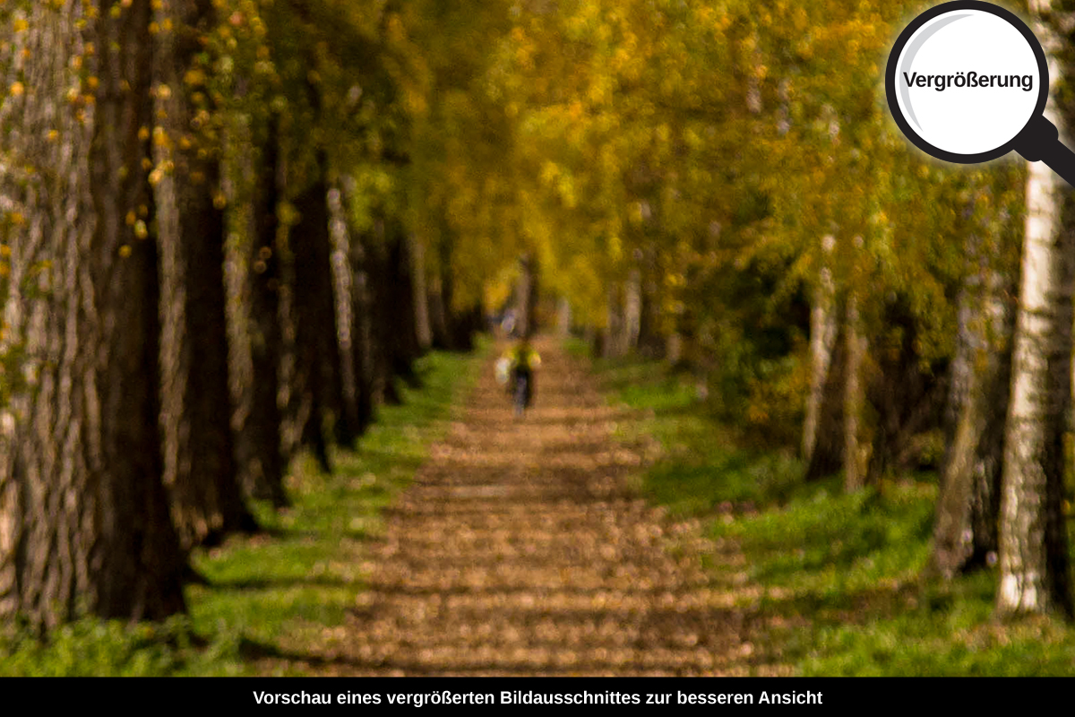 3-105-1080-bild-gross-birken-allee-herbst_l