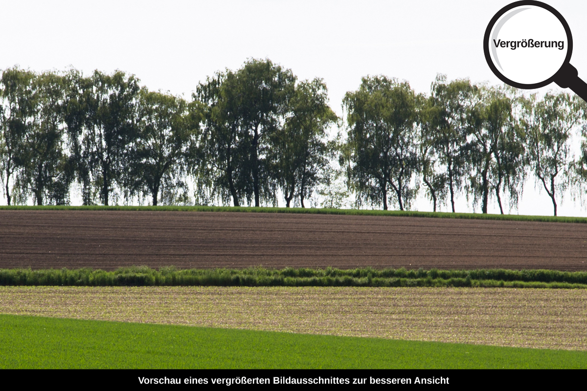 3-105-1170-bild-gross-gras-feld-baeume_l