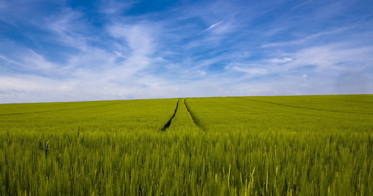 1-105-1178-gras-feld-spuren-himmel-wolken-poster-reproduktionen_l