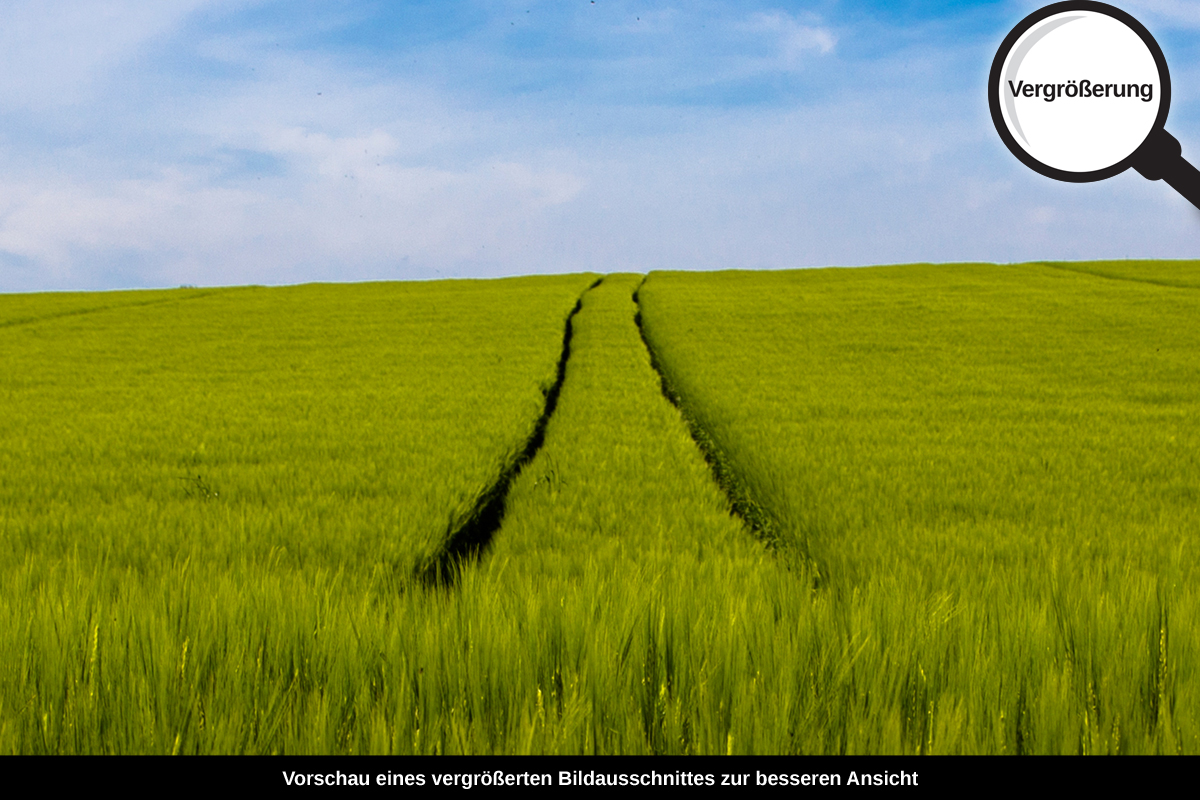 3-105-1178-bild-gross-gras-feld-spuren-himmel-wolken_l