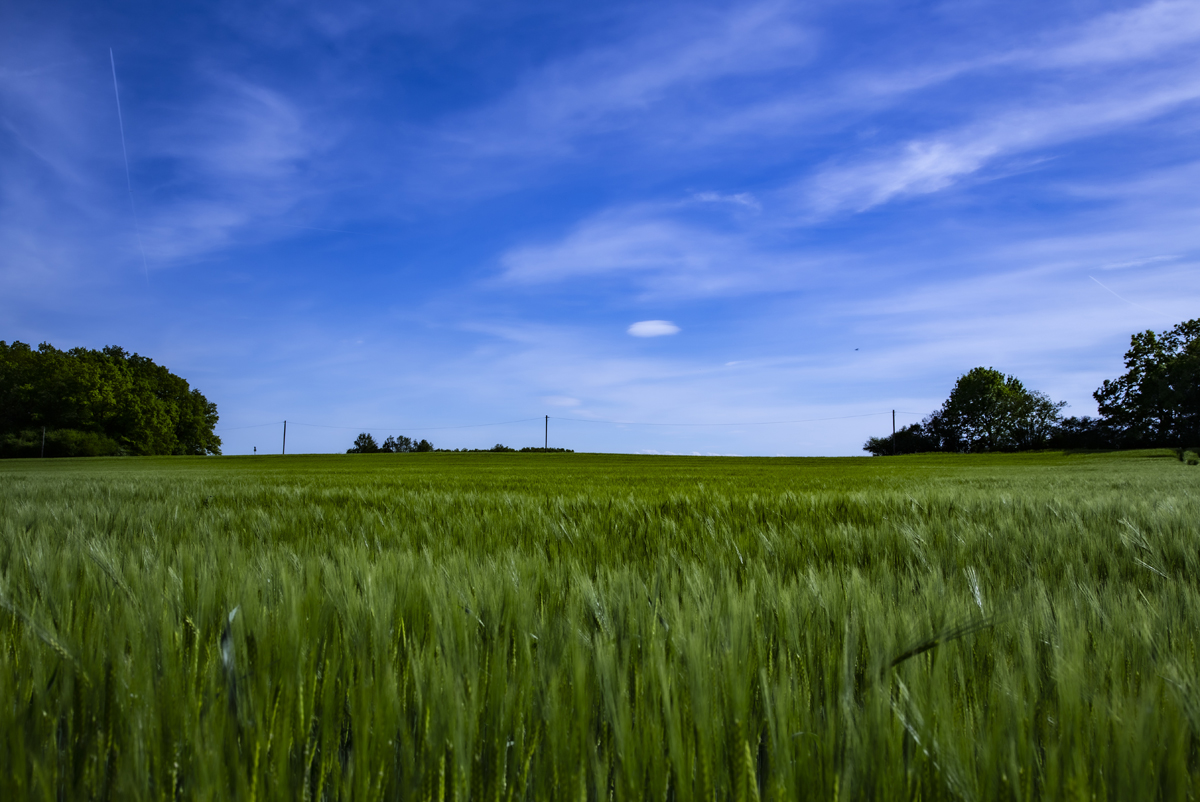 1-105-1188-gras-himmel-wolken-prints-sonderanfertigungen_l