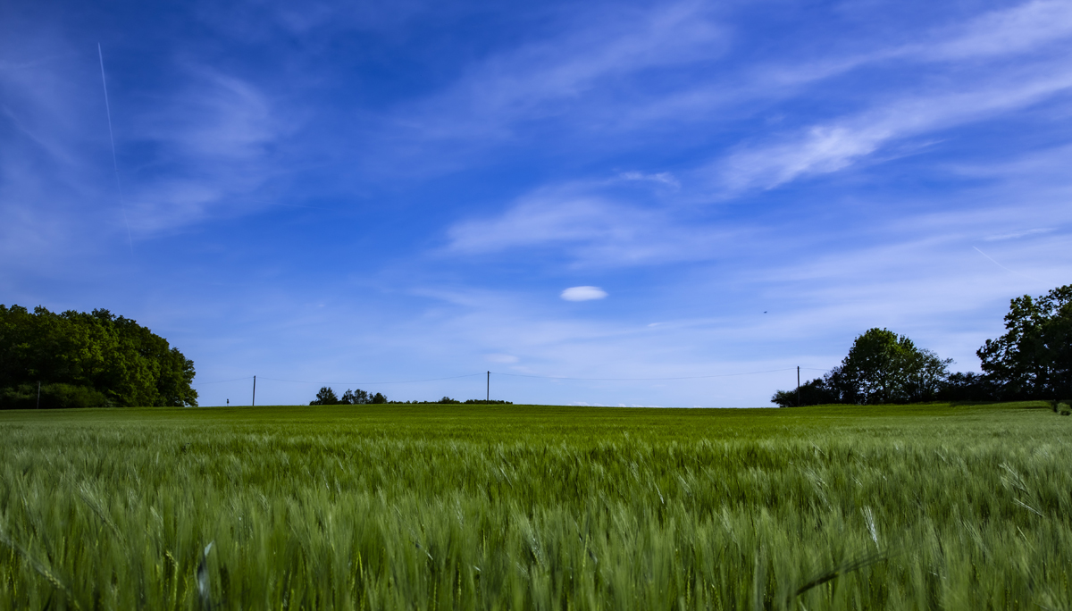 1-105-1188-gras-himmel-wolken-prints-sonderanfertigungen_l