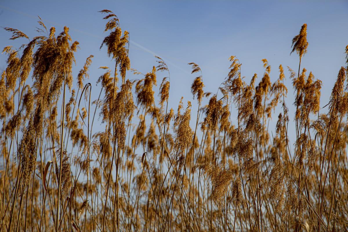 1-108-1095-natur-feld-freude-der-kunden-hochzeitsfotos_l